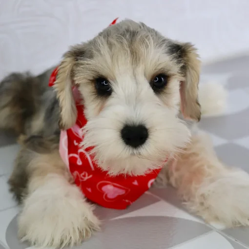 MICKEY