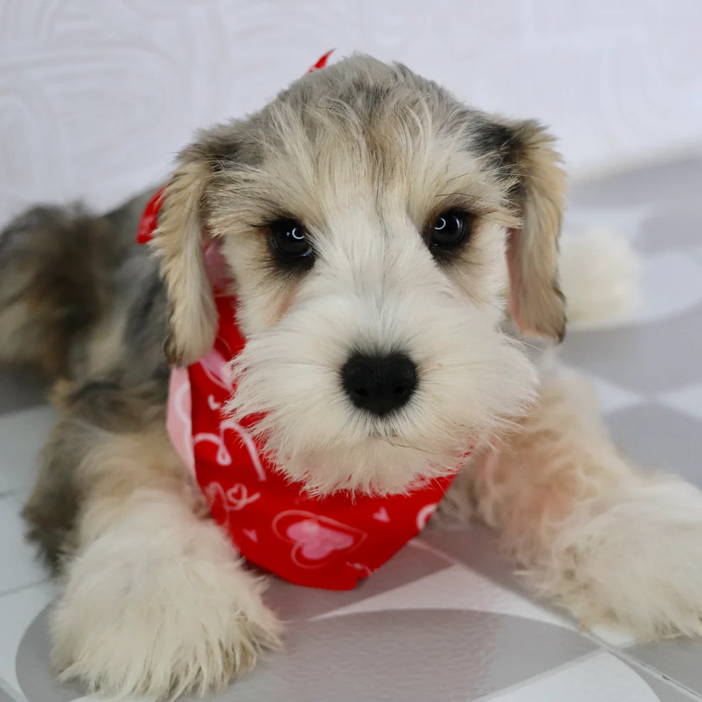 MICKEY