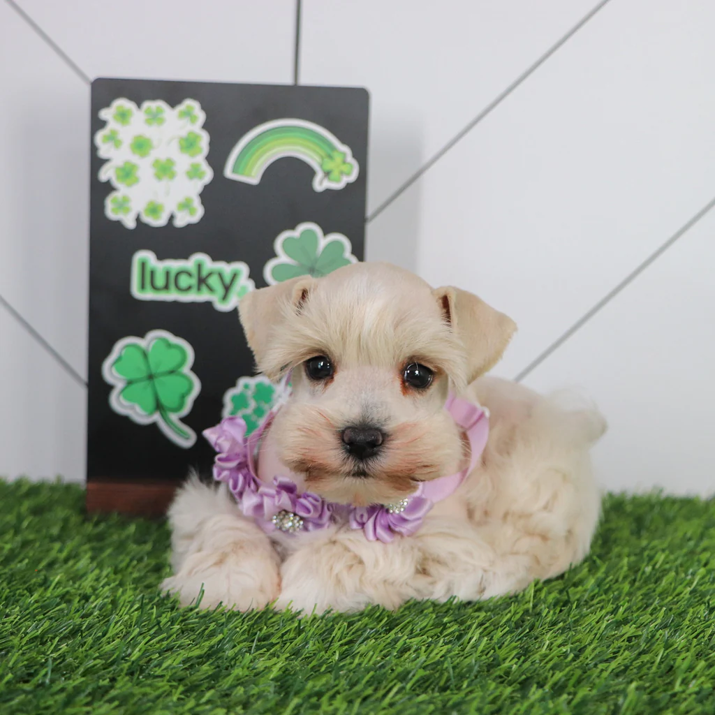 HARLEE