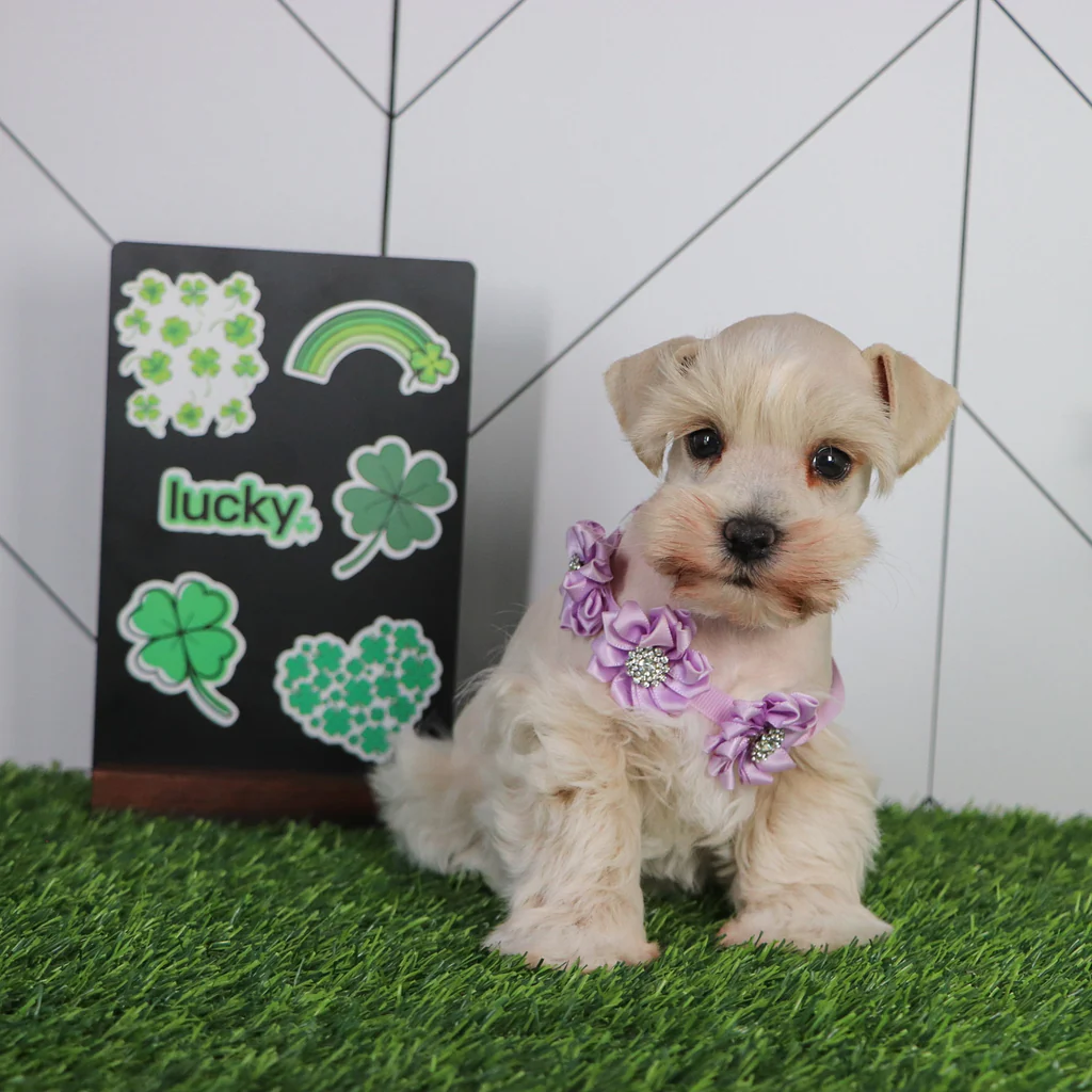 HARLEE - Image 2