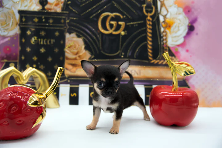 VALENTINO MICRO  BOY
