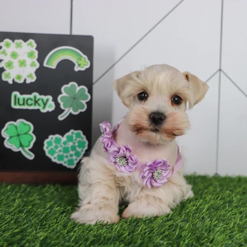HARLEE - Image 3