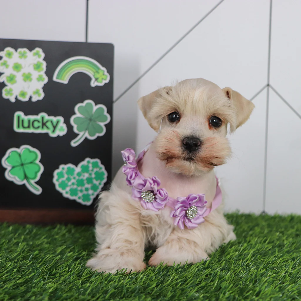 HARLEE - Image 3