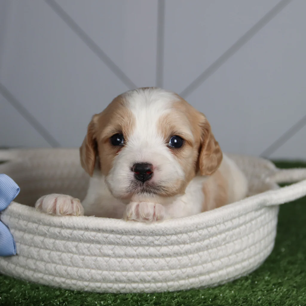 SCOUT - Image 3
