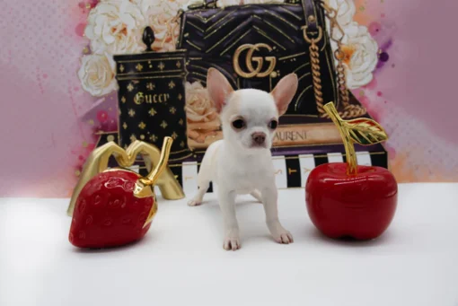 LAYLA WHITE SC - Image 2