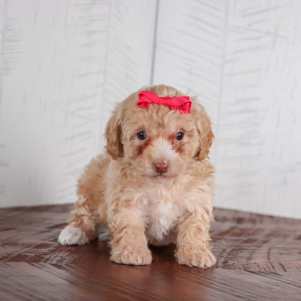 RUTHIE - Image 4