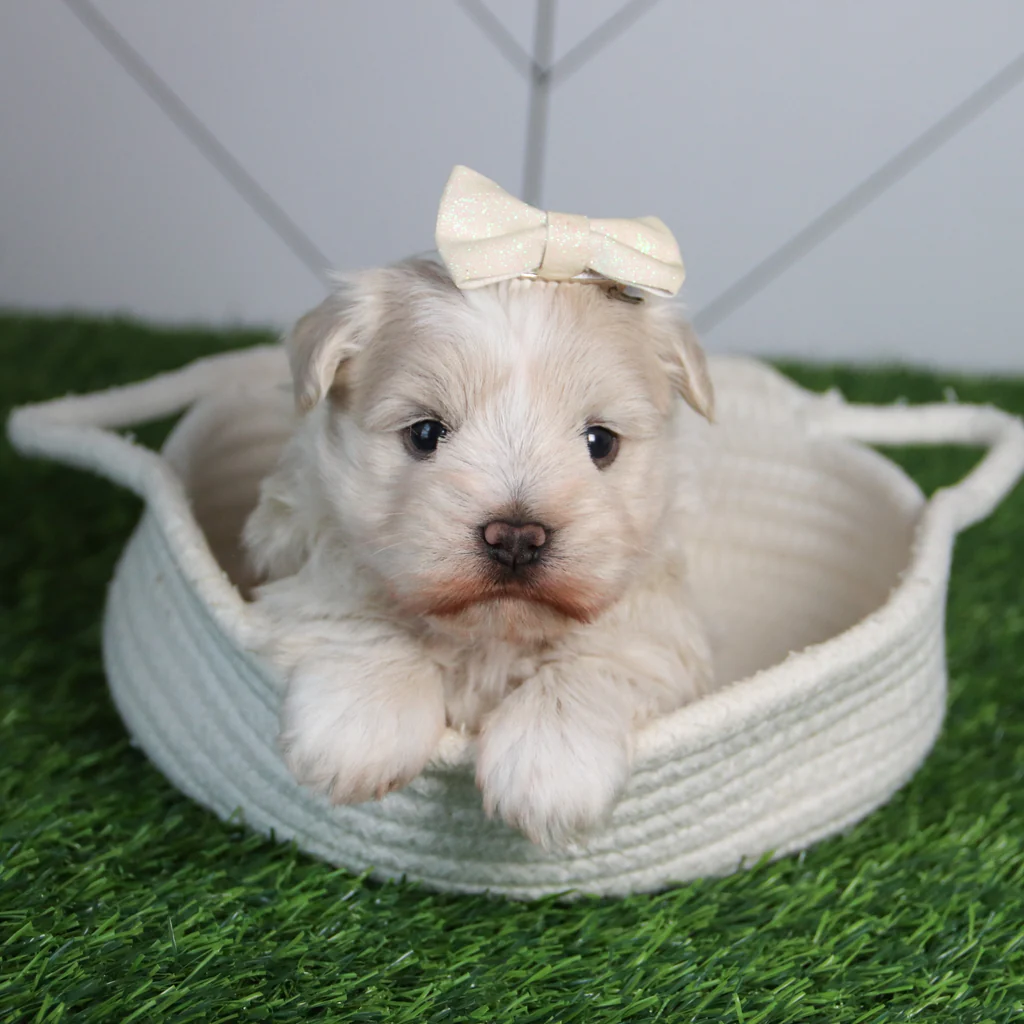 HARLEE - Image 4