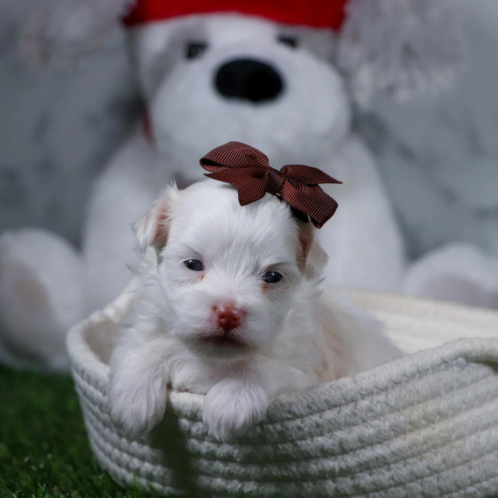 INDY BABY - Image 4