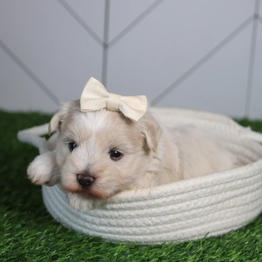 HARLEE - Image 5