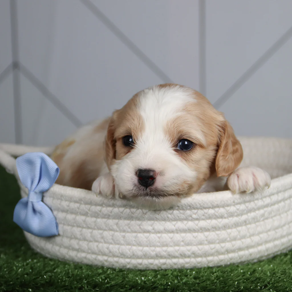 SCOUT - Image 5