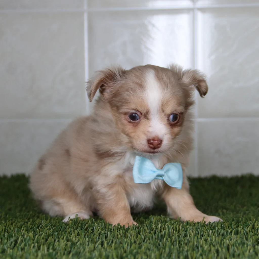 JACE - Image 4