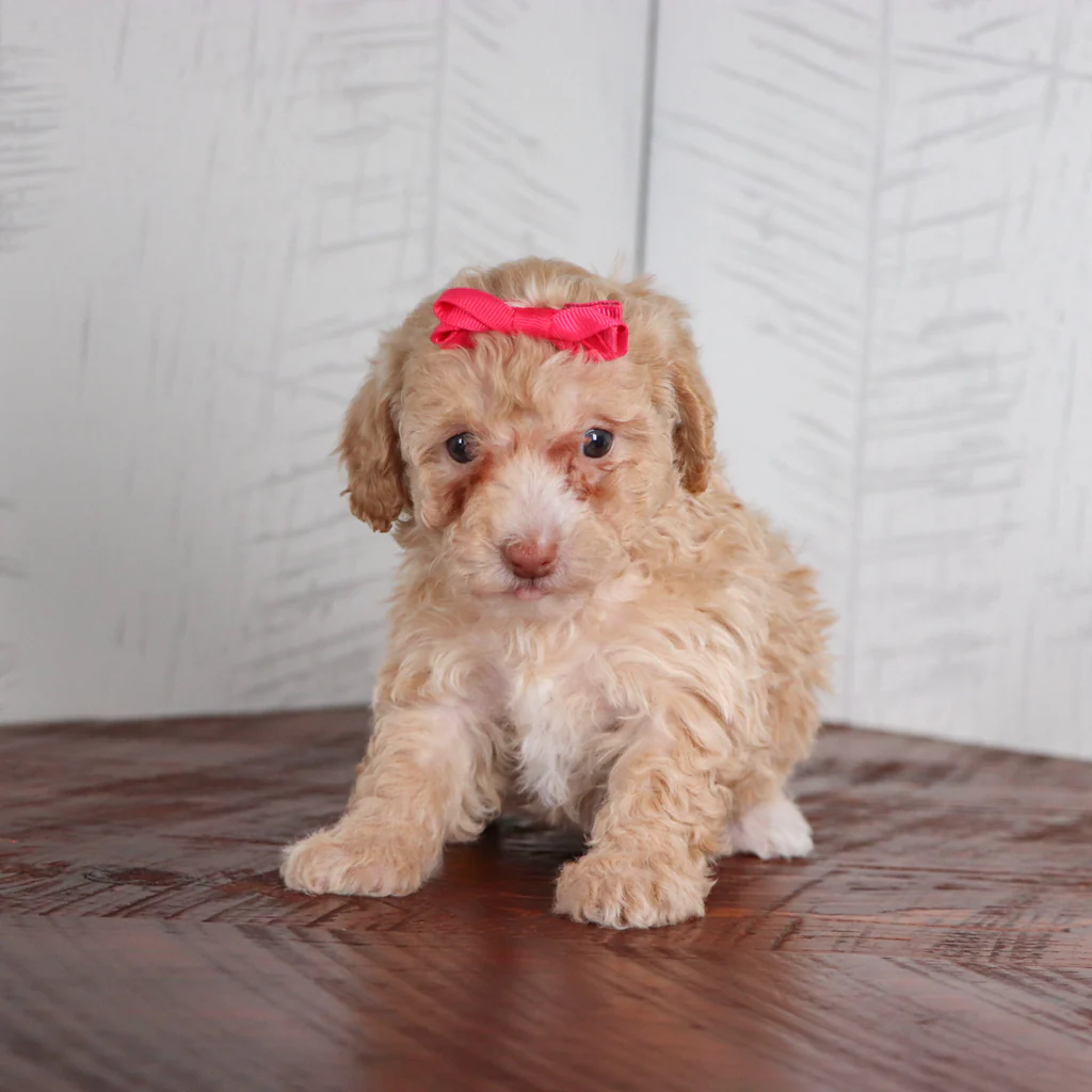 RUTHIE - Image 6