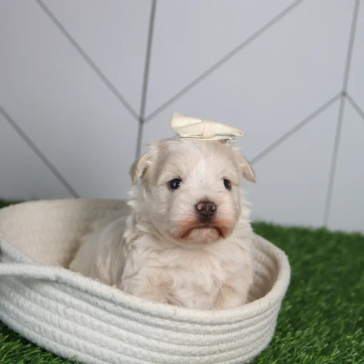HARLEE - Image 6