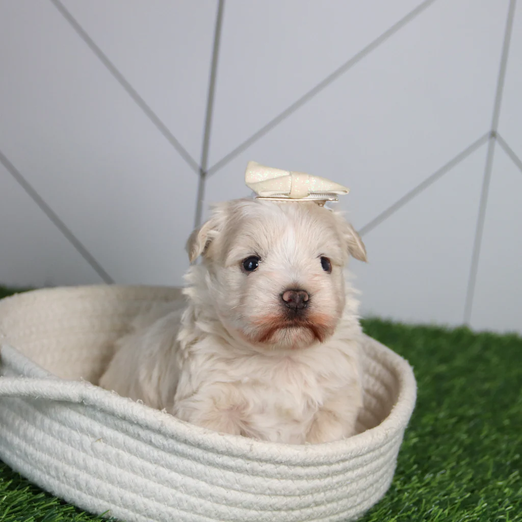 HARLEE - Image 6