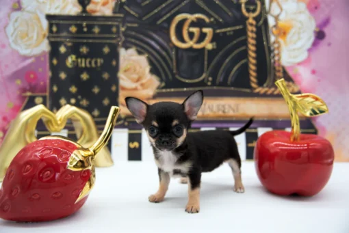 VALENTINO MICRO  BOY - Image 6
