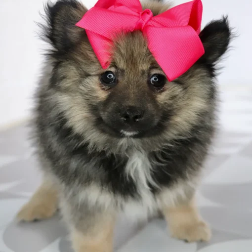 INKA